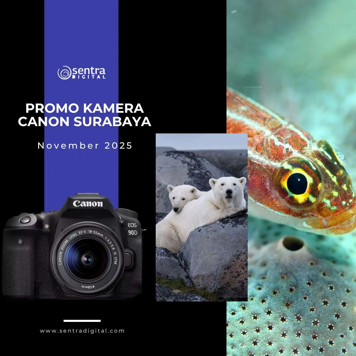 promo canon november