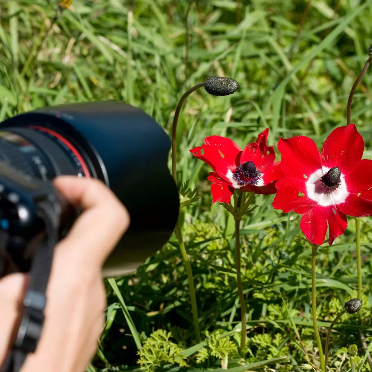 3. Mengatasi Tantangan Fotografi Makro