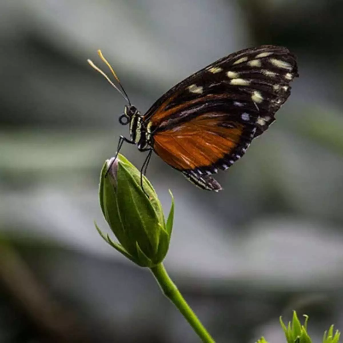 Highlight Fotografi Makro dengan Aperture Sedang