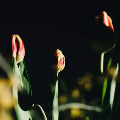 Digunakan di Kondisi Low Light