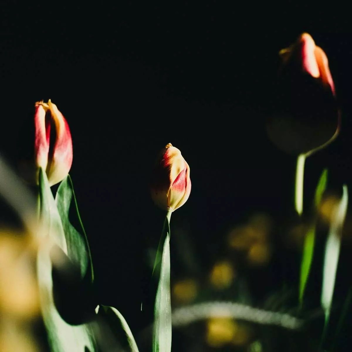 Digunakan di Kondisi Low Light